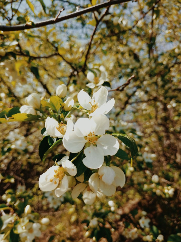 Spring