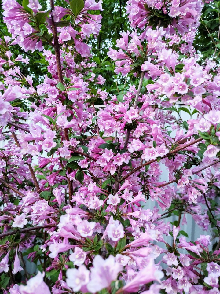 Rose flowers