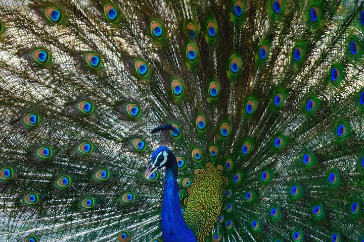 peacock