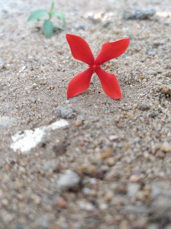 X