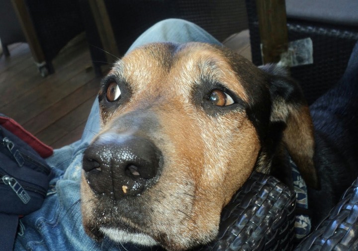 Dog's precious smile and love.
