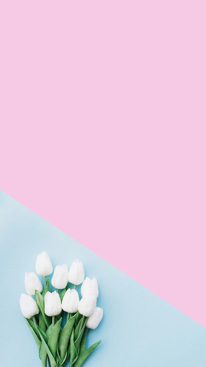 Tulip