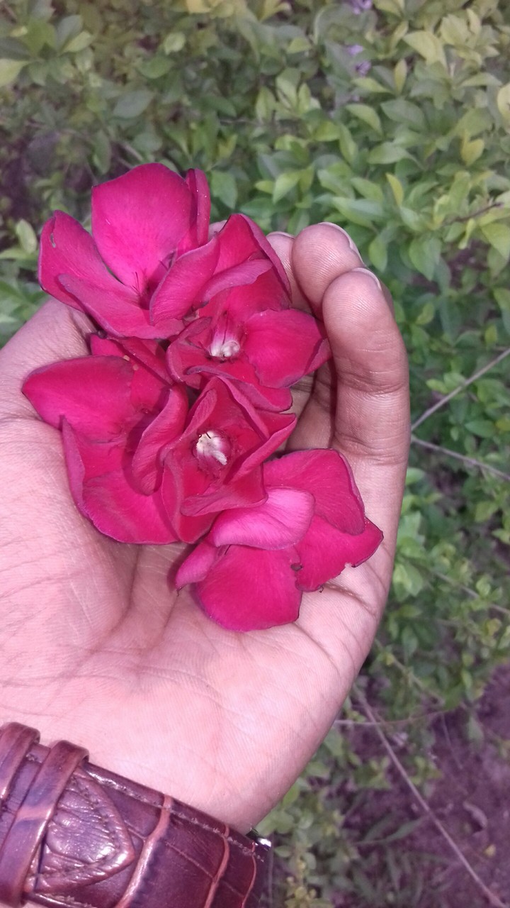 rose