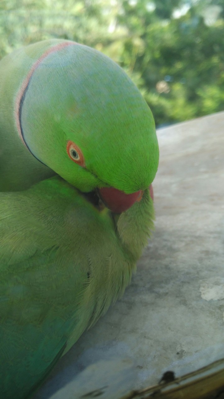 Parrot Couple