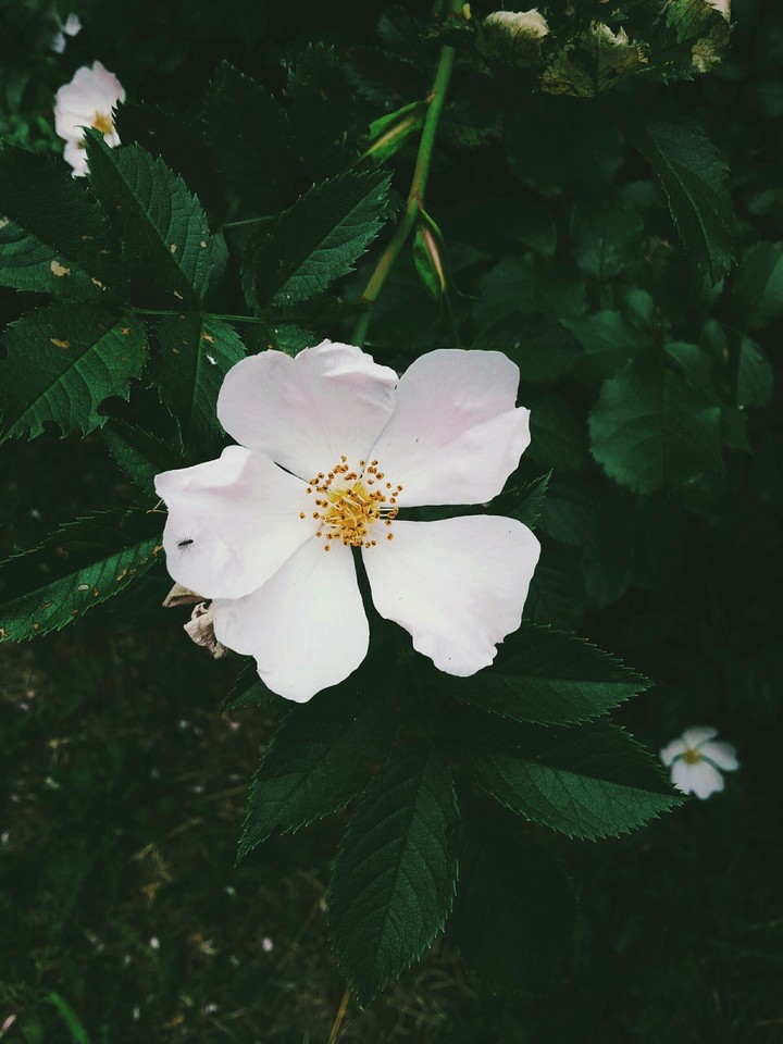 flower