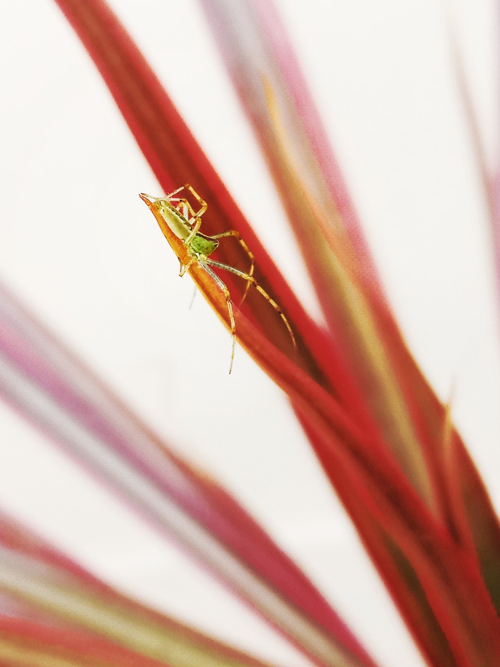 small insect