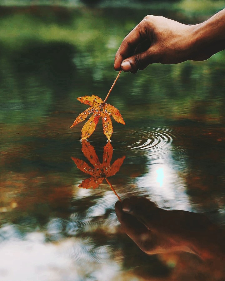 autumn leaves