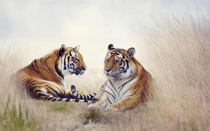 Tigers