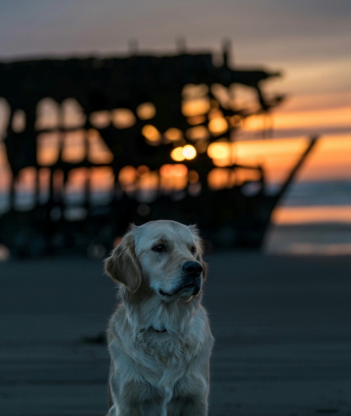 lonely dog