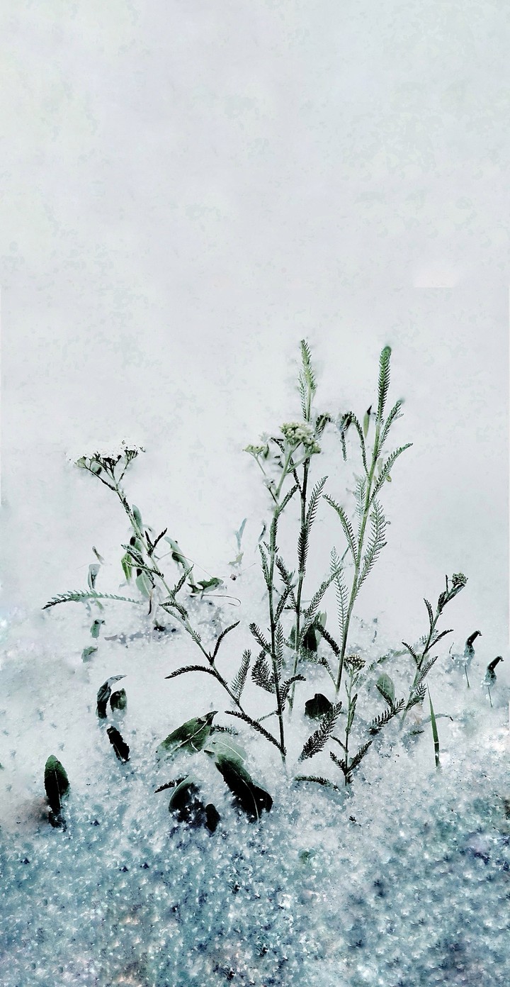 snow summer