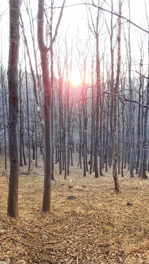 Magic Forest