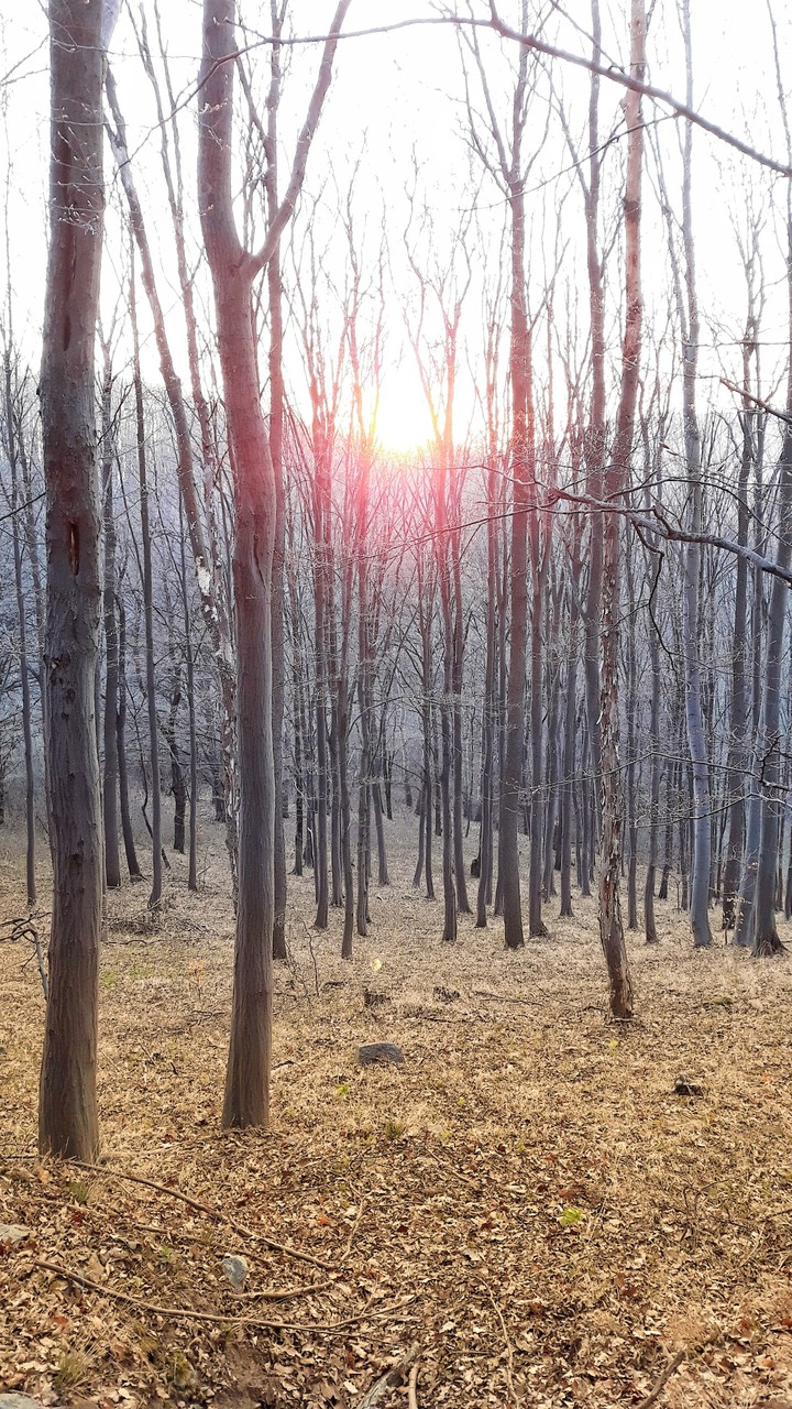 Magic Forest