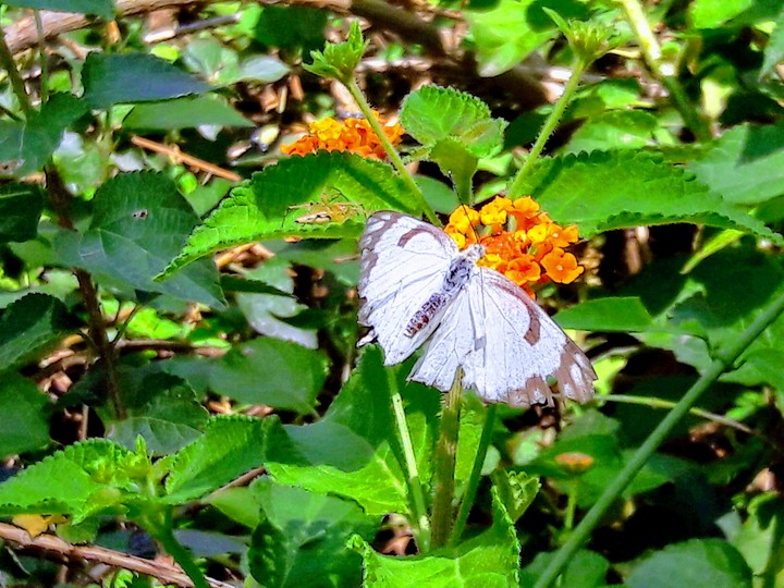 butterfly