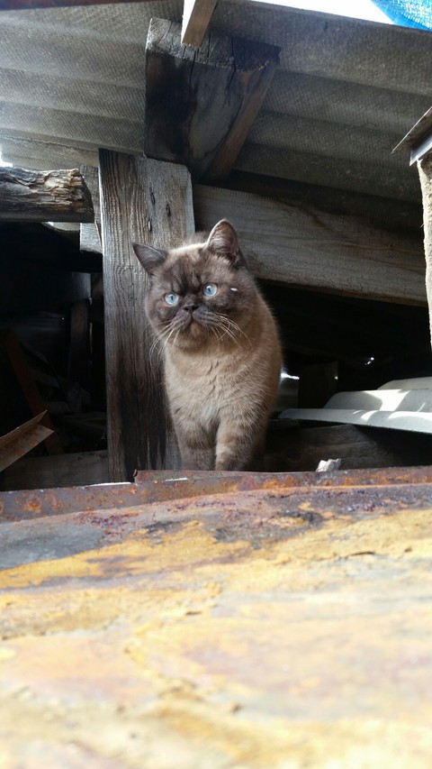 Cat