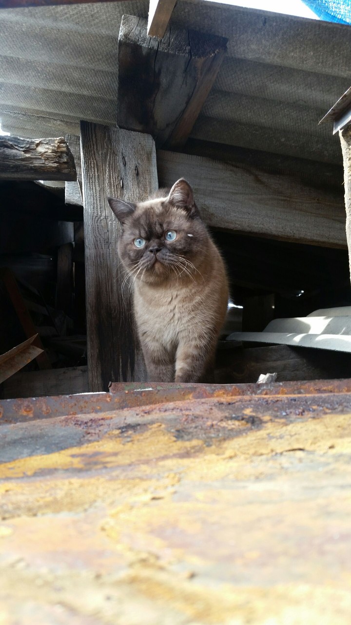 Cat