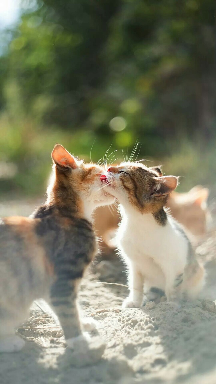 cat love
