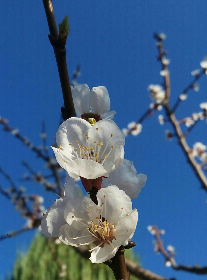 spring