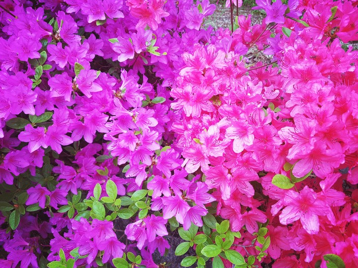 royal azalea