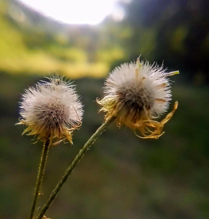 dandelion