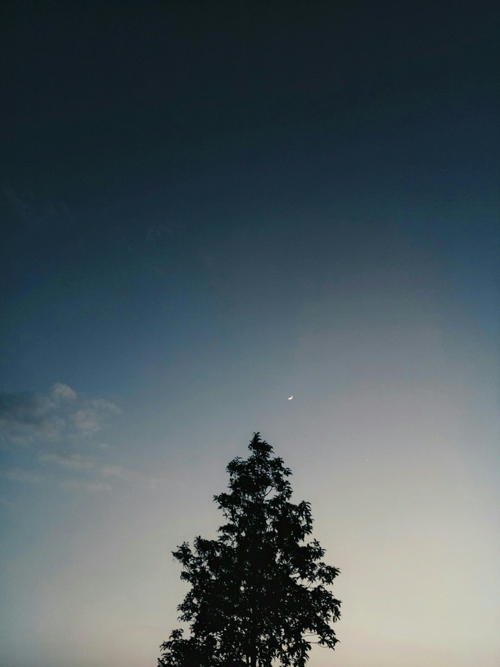trees and smiling moon