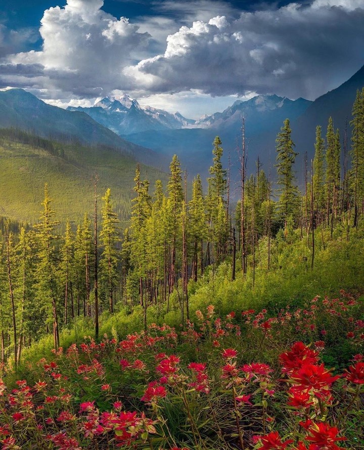 #forest