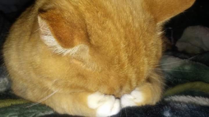 BLANKET NAP- He didn't like the LAMP this time!!
