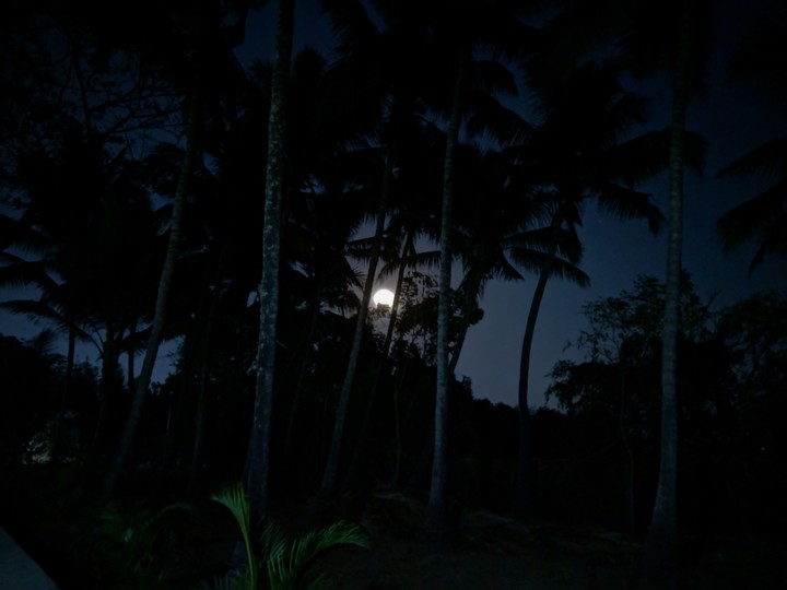 Moon behind the trees.