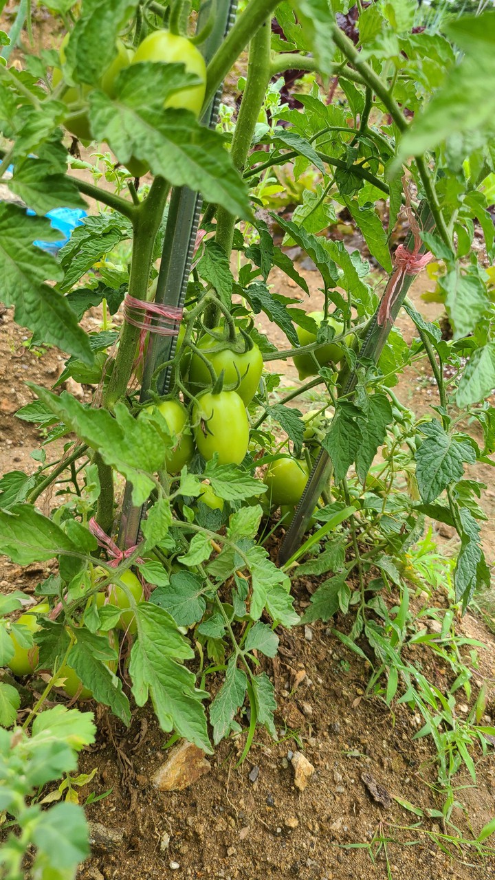 vegetable garden