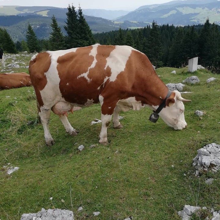 cow
