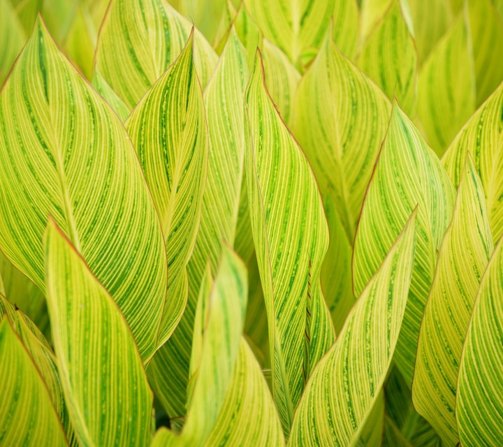 leaves