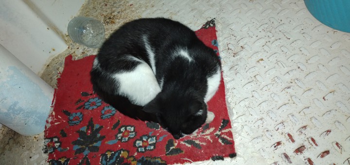 گربه cat