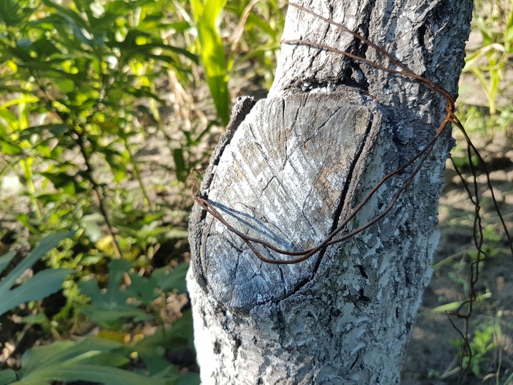 Tree texture
