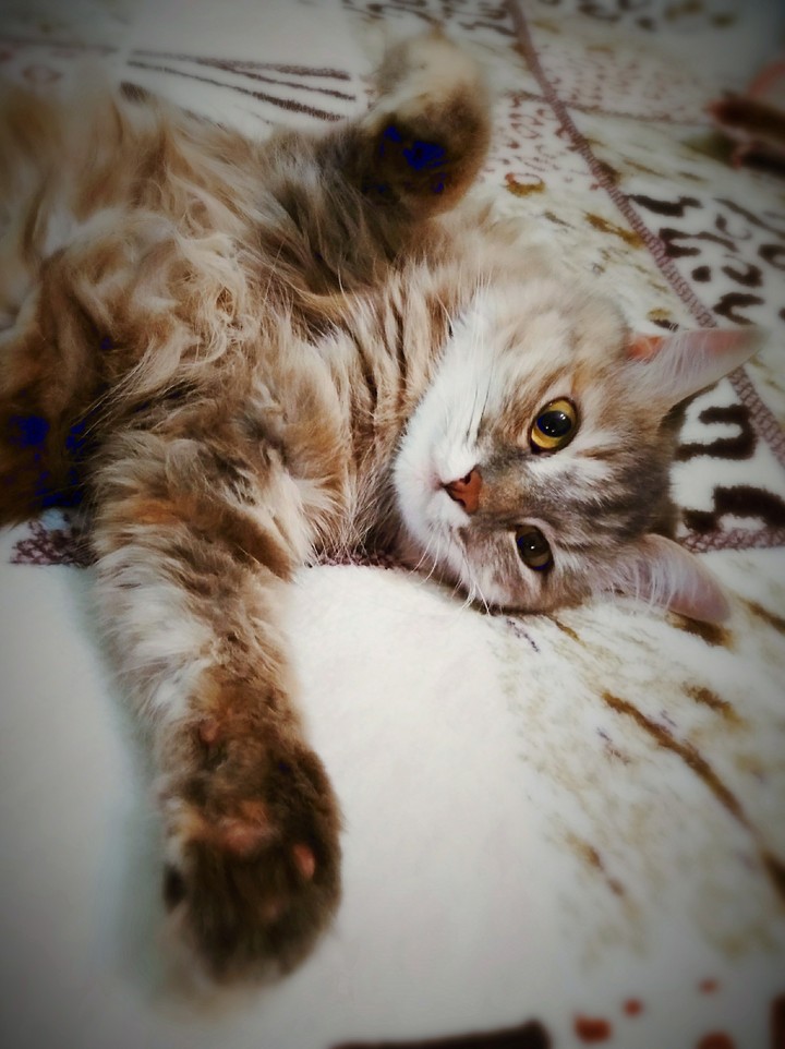 Lazy