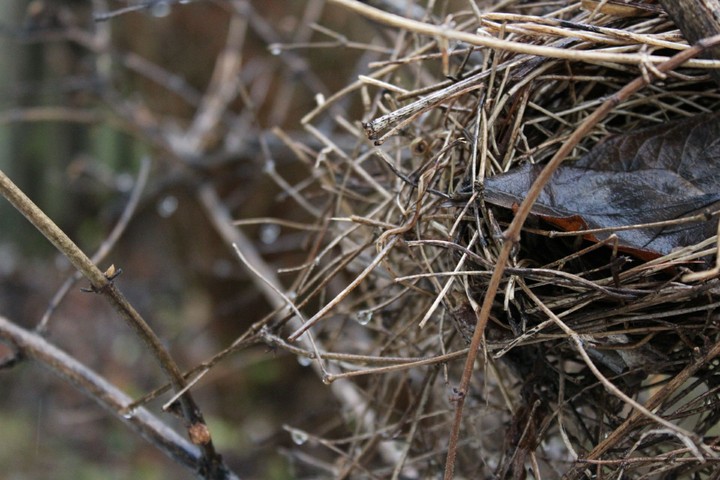 abandoned nest