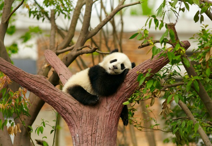 sleep panda