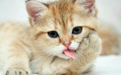 Cute cat
