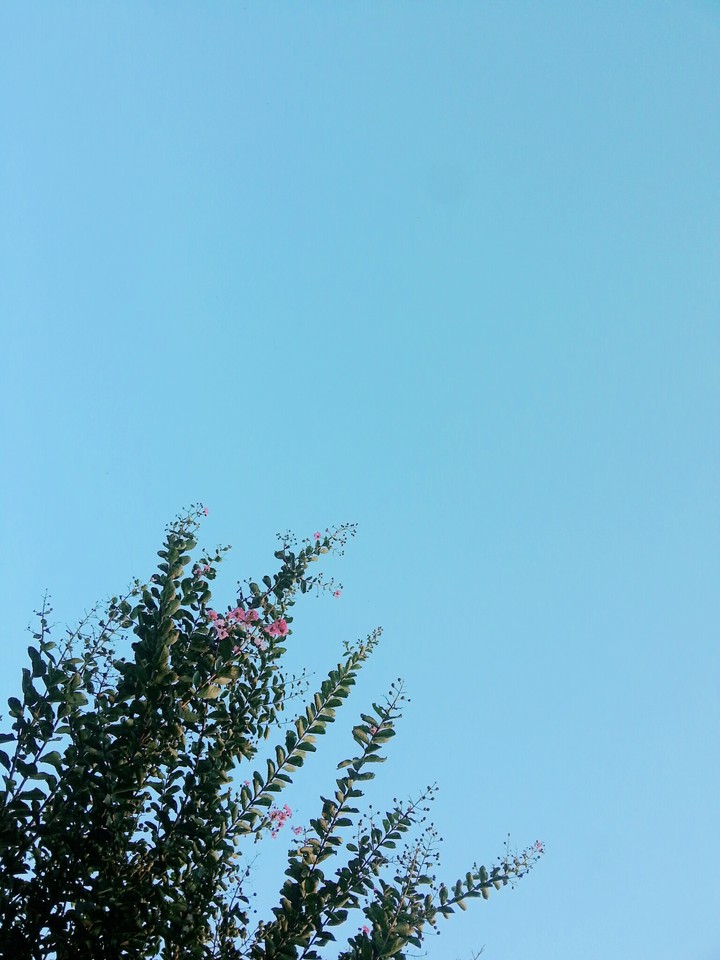 sky and flower
