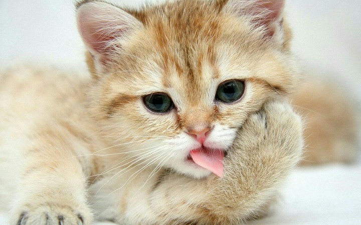 Cute cat