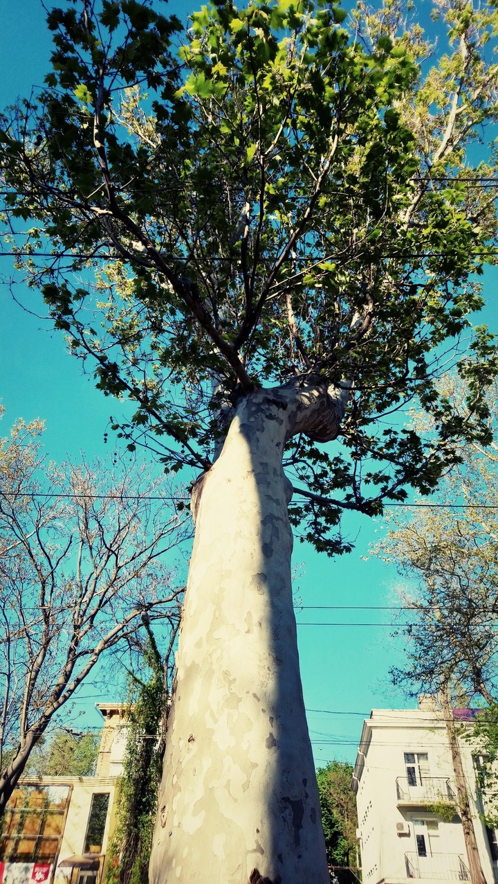 Spring :)