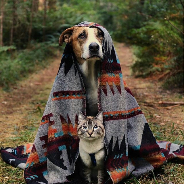 CAT & DOG