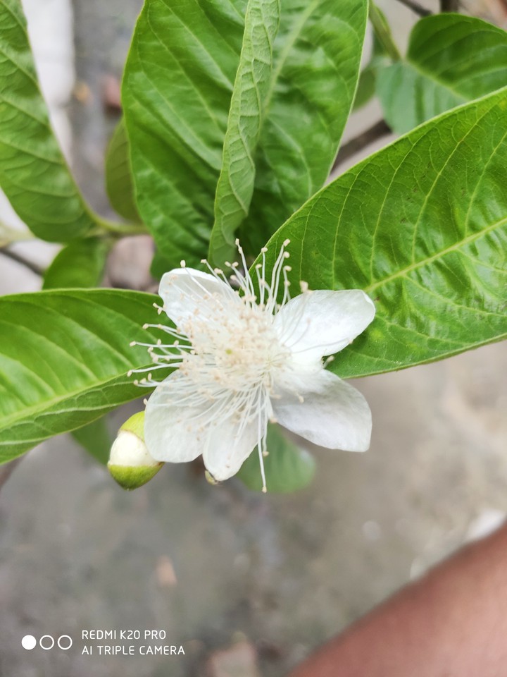 The Flower of Guava