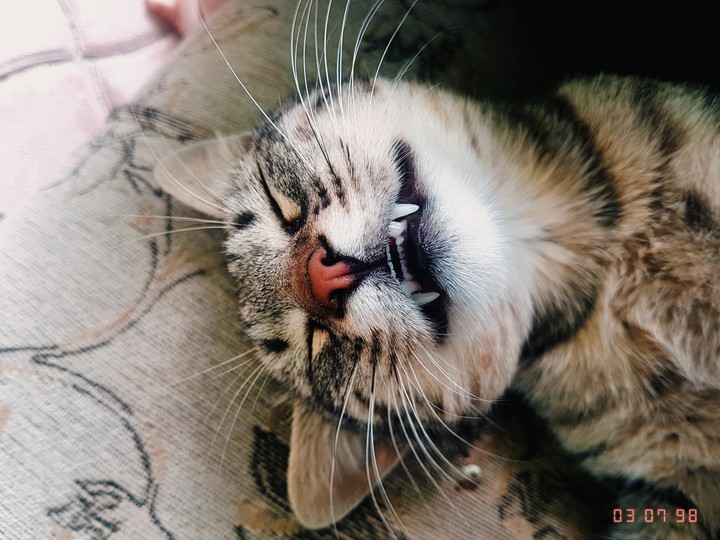 pisi