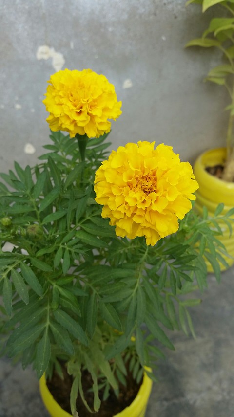 گیندا
