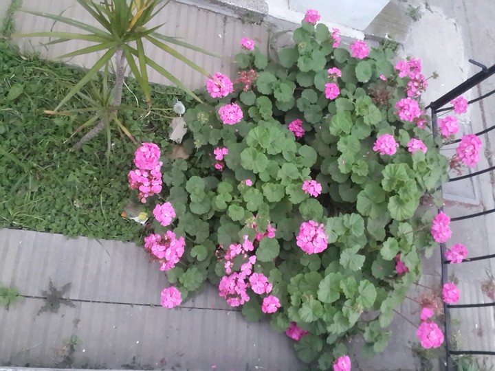 flores