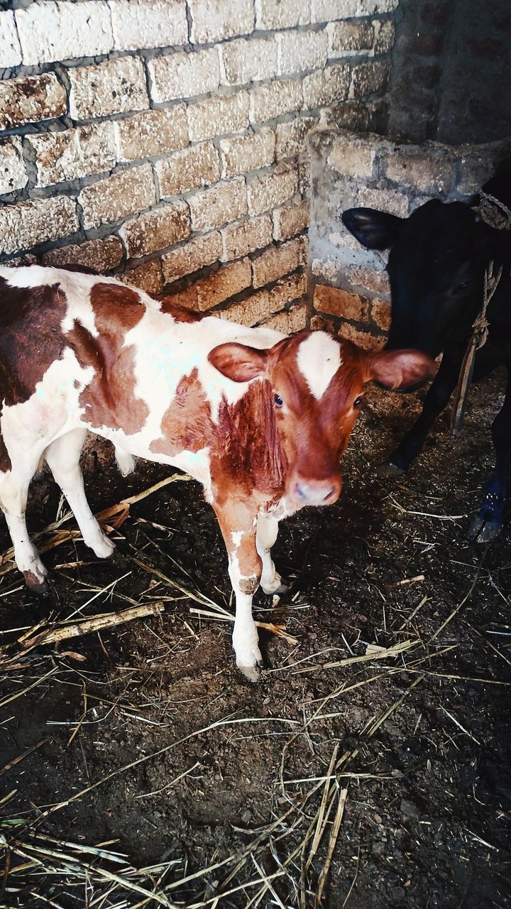 veal