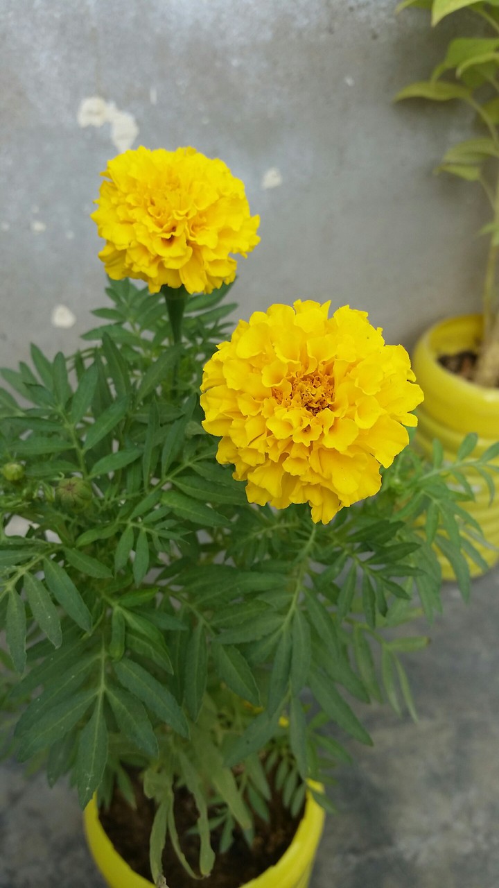 گیندا