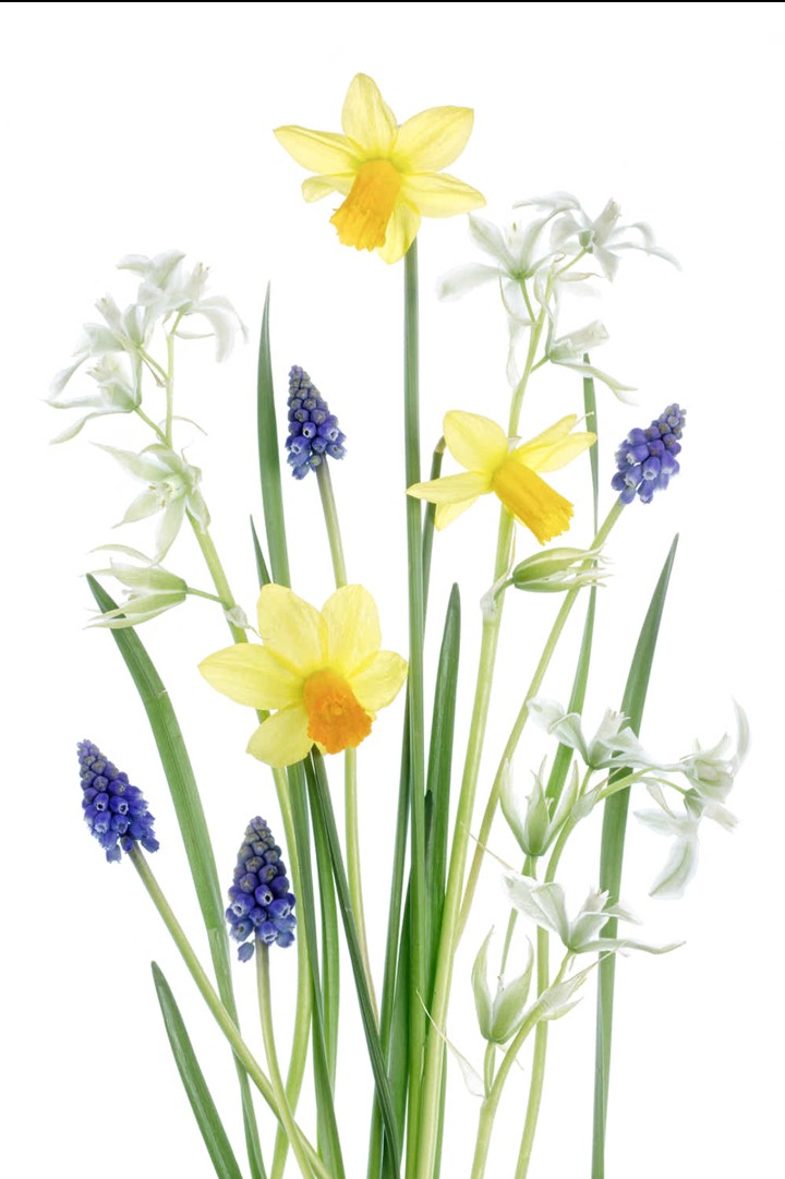 spring blossom