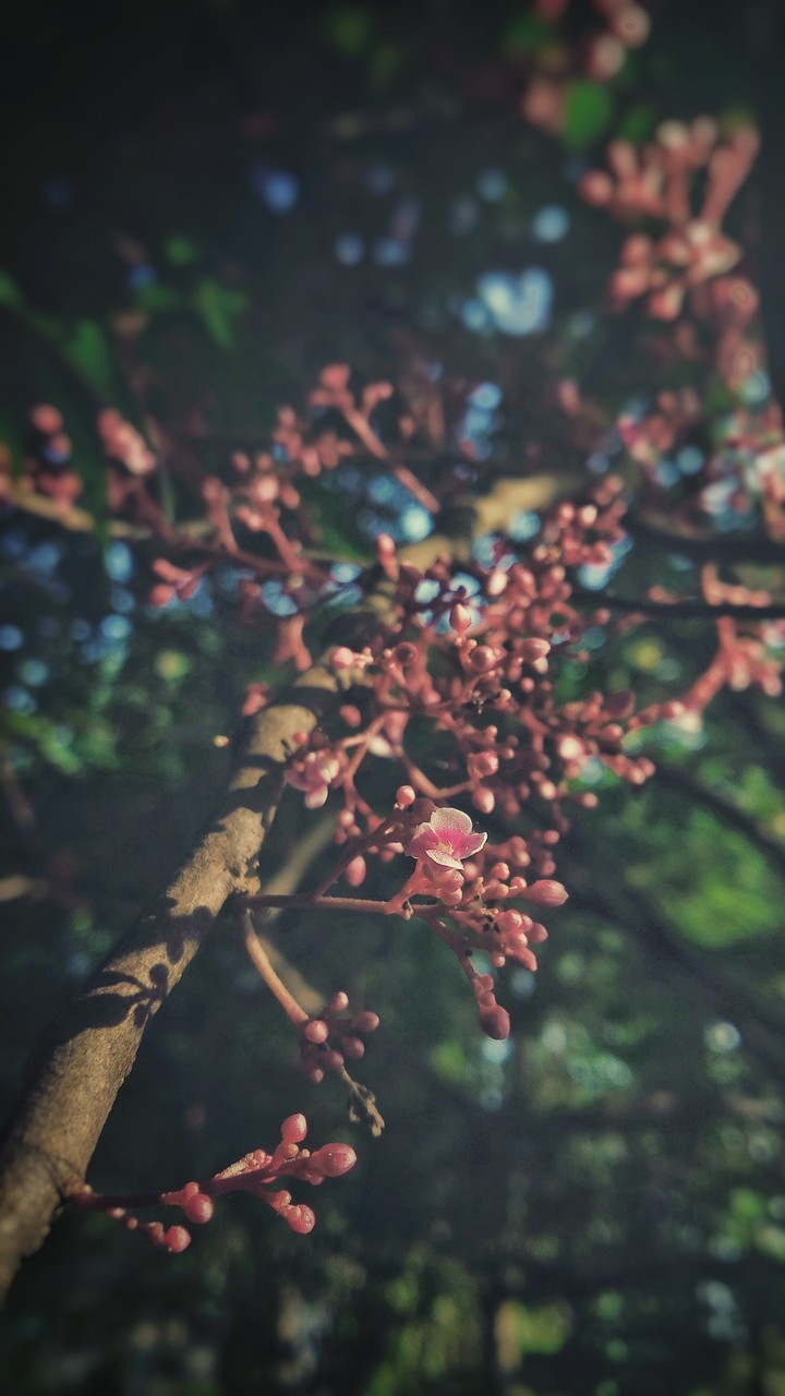 flowers2