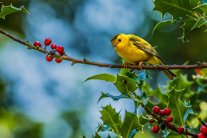 bird