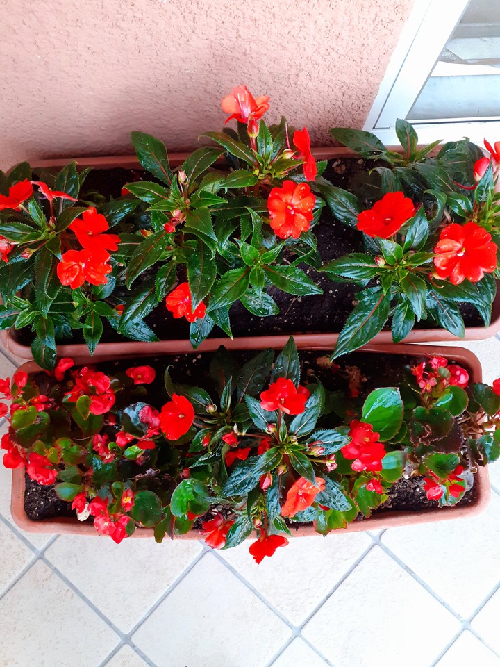 piccoli fiori